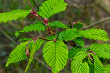 Hornbeam leaf in the sun. Hornbeam tree branch with fresh green leaves. Beautiful green natural background. Spring leaves