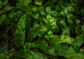 A close-up view of nature against a background of green leaves. Nature concept, tropical leaf .Abstract green leaves nature texture background.