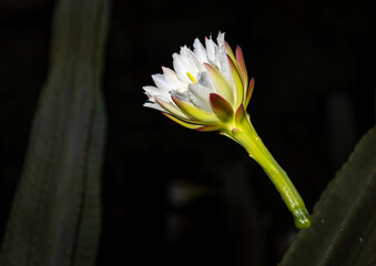 Night-Blooming Cereus Unveiled