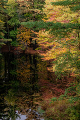 autumn in the forest