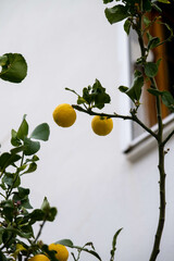 lemon tree branch