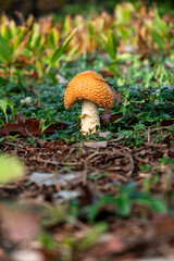 mushrooms in the forest