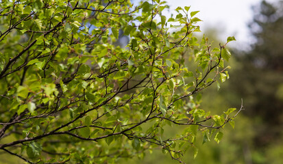 Fototapeta premium A beautiful view of the nature of a green leaf against a background of blurred greenery and sunlight. Background nature green plants landscape, ecology, fresh concept.