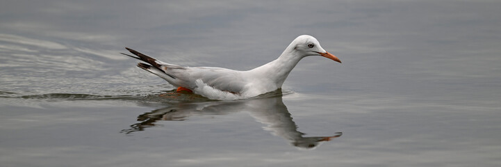 Slender-billed gull // Dünnschnabelmöwe (Chroicocephalus genei) - Mesolongi, Greece