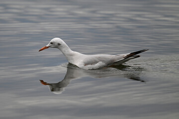 Fototapeta na wymiar Slender-billed gull // Dünnschnabelmöwe (Chroicocephalus genei) - Mesolongi, Greece