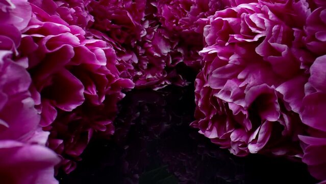 Amazing flowering peonies aisle, blooming wonderland. Floral background,aromatic