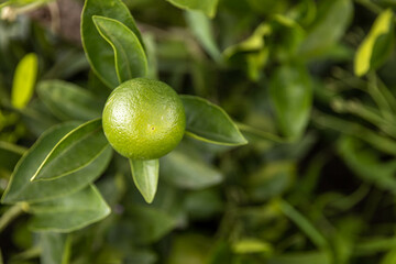 Young Bright Green Orange Fruit in the Garden