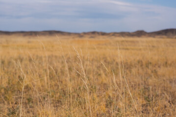 Obraz premium Savanna covered with dry yellow grass and hills on the distant. White clouds in the blue sky. Desert in Namibia. Hot day. Travel to Africa.
