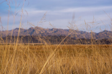 Landscape of the Tibetan Plateau. Yellow wild grass against the backdrop of a mountain range. An amazing view of a desolate plain with dry grass in the foreground and mountains in the distance.