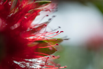 Calliandra or Acacia Nemu flower red macro photograph