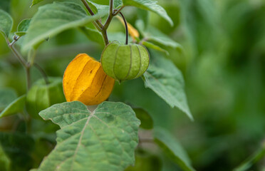 Bright Yellow Gooseberry Fruit in the Garden
