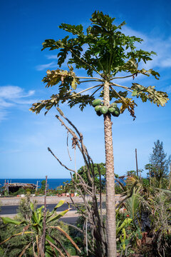 un arbre papayer dans un jardin d ela ville de Dakar au S&eacute;n&eacute;gal en Afrique de l'Ouest
