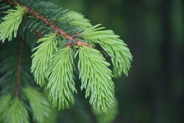 New spruce shoots, Sainte-Apolline, Québec, Canada