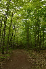 Fototapeta premium A trail in the forest in spring, Québec, Canada