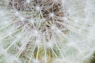 Fluffy white dandelion close-up on green background. Macro shot.. Dandelion seeds close-up abstract natural background