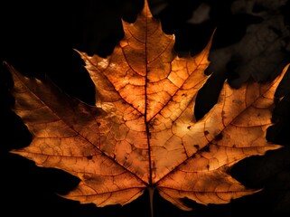 Naklejka na ściany i meble Brown maple leaf isolated on dark background. Autumn dry leaf. Generative AI