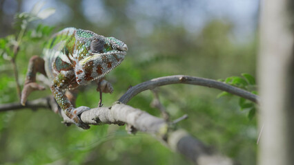 Green chameleon walks along branch and looksat around on bright sunny day on the green trees background. Panther chameleon (Furcifer pardalis). Front side