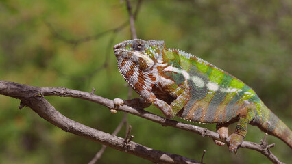 Bright Panther chameleon (Furcifer pardalis) climbing tree branches