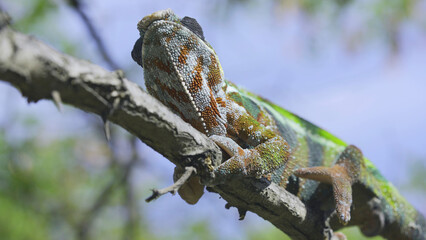 Close up of chameleon lies on branch and looks around on sunny day on blue sky background. Panther chameleon (Furcifer pardalis)