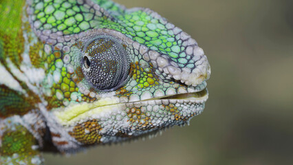 Portrait of Bright Panther chameleon (Furcifer pardalis) with open mouth