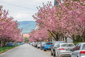 UKRAINE. MUKACHEVO. 22 APRIL 2023. Sakura trees bloom along the street. Sakura flowers close up on...