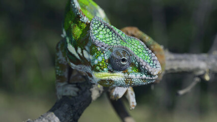 Portrait of Bright Panther chameleon (Furcifer pardalis) looking at the camera