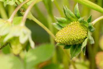 Green unripe strawberry close up. Unripe strawberries with flowers and green leaves. Green unripe strawberry in the garden. Selective focus.