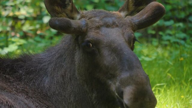A Moose laying down in the forest