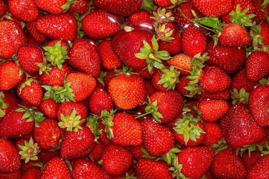 Strawberry background. Ripe strawberries in water. Stock photography