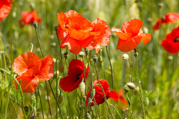 Fototapeta premium in the barley field - wild poppy flowers - soft focus