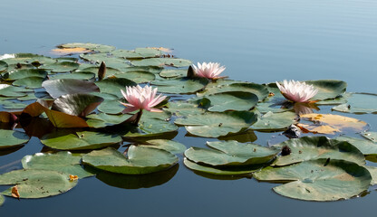 Large Pink water lilies blossom on freshwater pond lake