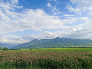 Blooming fields against the backdrop of mountains. Beautiful mountain landscape. Blooming summer...