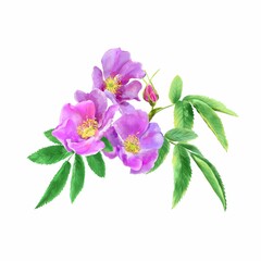 Watercolor bouquet of rosehip flowers isolated on white background. Wedding invitations, greeting cards, packaging for cosmetics and food products.