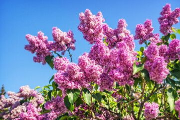 Blooming pink lilac and blue sky, VDNKh, Moscow