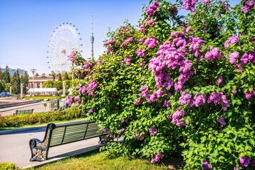 Ferris wheel Sun of Moscow and Ostankino tower and blooming lilacs, VDNKh, Moscow