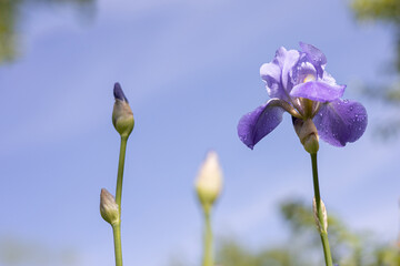 Flower of bearded iris (Iris germanica) with rain drops on background of bright blue sky. Blue iris flowers are growing in a garden. Close up
