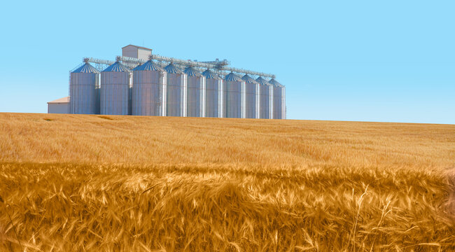 Agricultural Silos for storage and drying of grains, wheat, corn, soy, sunflower - Big round bales of straw in the meadow - Harvested field with straw bales in summer