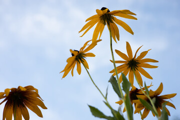 Bright orange-chocolate flowers Rudbeckia or Echinacea in the summer garden on background of blue sky