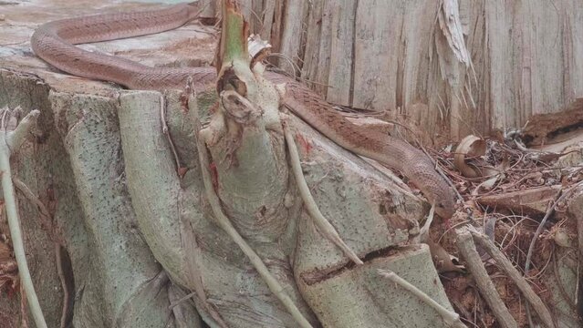 Brown snake slithering for food on tree stumps. A type of dangerous reptile. Find food as small animals.