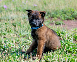 puppy belgian shepherd in nature