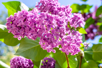 Terry blooming lilac on a summer day