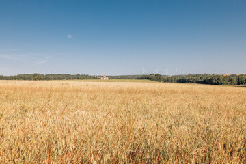 Champ de blé en été avec vue sur des éoliennes en arrière plan et ciel bleu en France