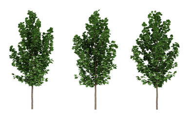 Acer platanoides trees on transparent background, 3d render illustration.