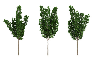 Acer platanoides trees on transparent background, 3d render illustration.