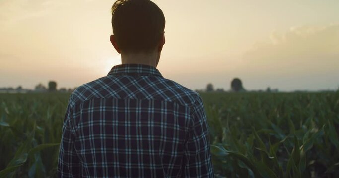 Slow Motion Back View Of a Man Walking Peacefully in a Corn Field During Sunset. Middle Aged Farmer Enjoying Good Weather and Nature, Inspecting his Crops, Living the Calm Countryside Life