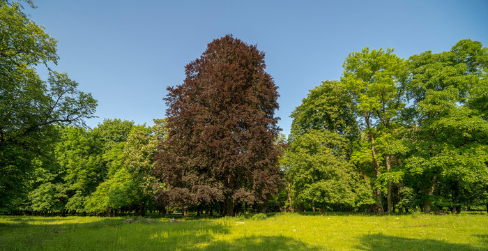 Drzewa w parku  . Ozdoba ogrodu duży , stary  i wysoki - buk czerwony pospolity Dawyck Purple Fagus sylvatica . Wiosna w parku w majowych barwach w słońcu .