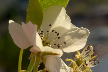 Kwiat gruszy . Kwitnące owocowe drzewo w miejskim parku w majowym 