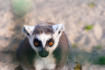 Lemur katta - sympatyczne zwierzę z Madagaskaru o pręgowanym ogonie i puszystym futerku oraz o...