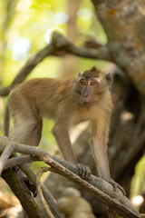 Monkey in forest sitting on a tree