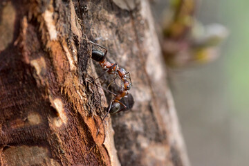 Czerwone mrówki - mrówki rudnice (Formica rufa) na pniu sosny . Zwykła robotnica karmi mrówkę żołnierza - z dużymi żuwaczkami . - obrazy, fototapety, plakaty